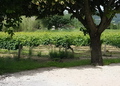 CASA-Vaison villa with private swimming pool