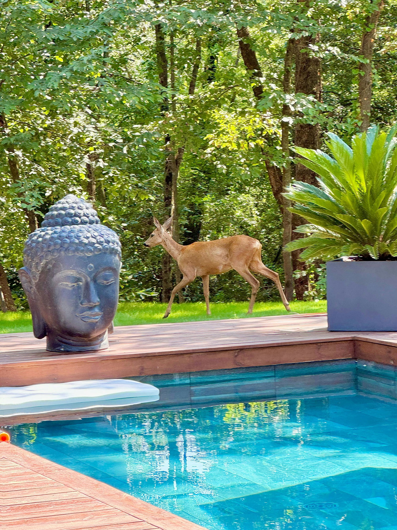 Villa d’Exception avec Piscine ,Petanque, Grand espace vert – Roquefort-les-Pins