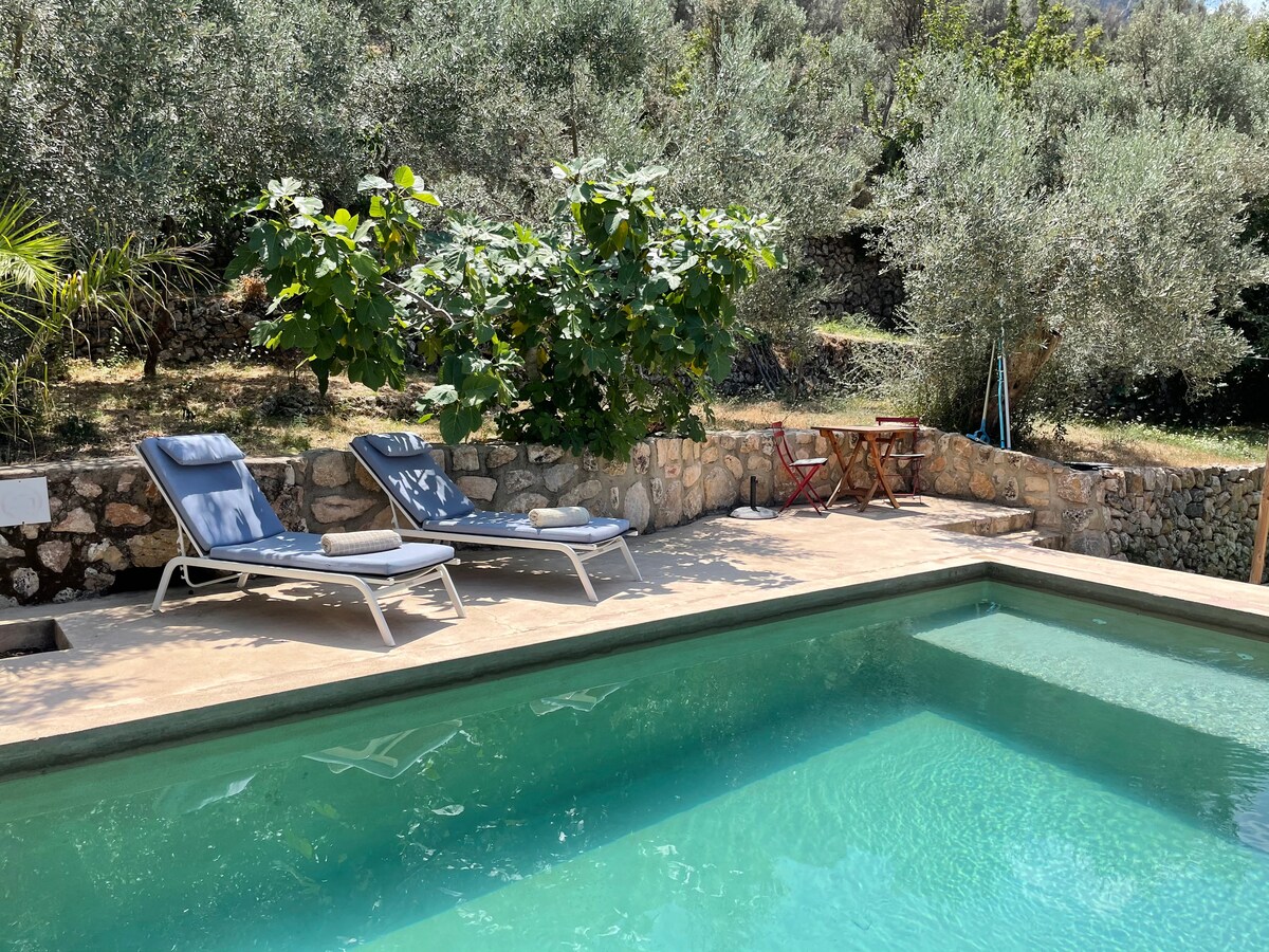 Pool between trees